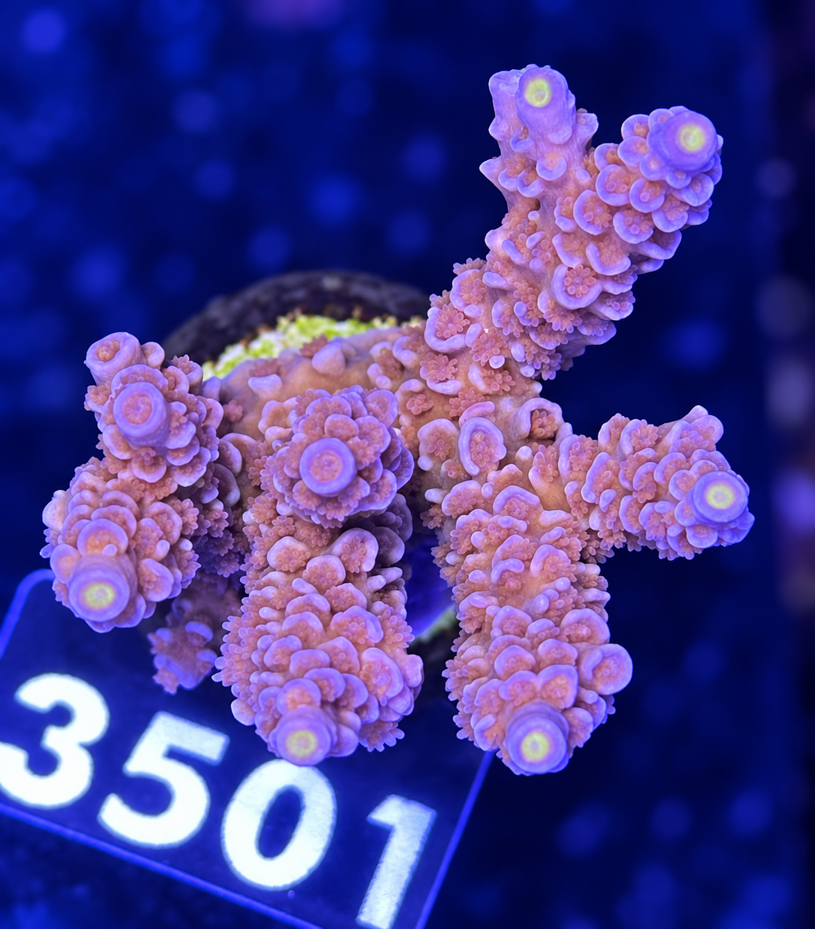 FMC Acropora tenuis