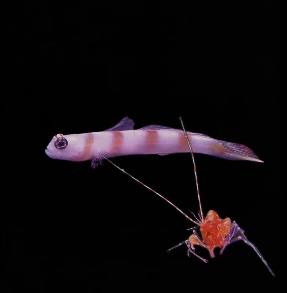 Amblyeleotris yanoi + Alpheus armatus