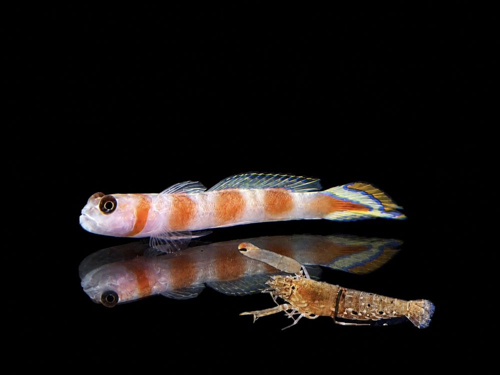 Amblyeleotris yanoi + Alpheus sp.
