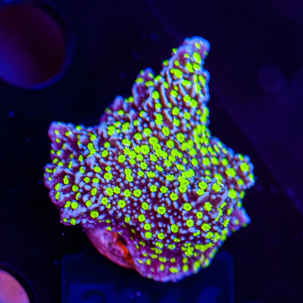 FMC Montipora Star Wars V