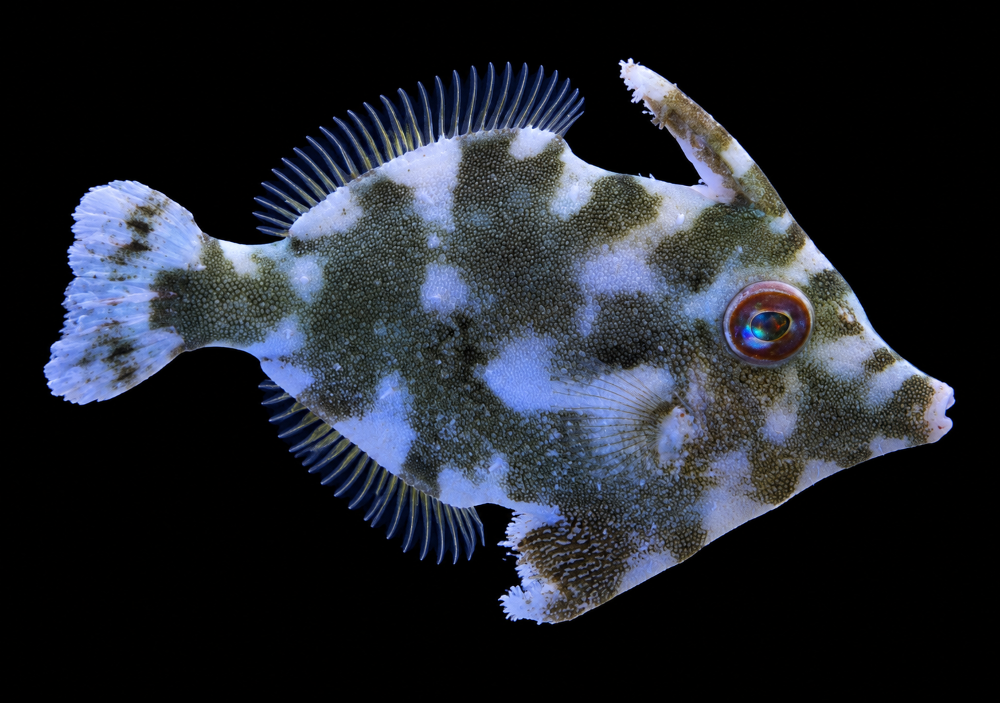 Acreichthys tomentosus – Seegras- oder Tangfeilenfisch NZ