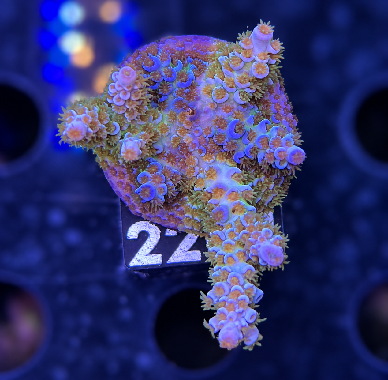 SciReef Acropora Kenti Twin Chimäre Grade 1