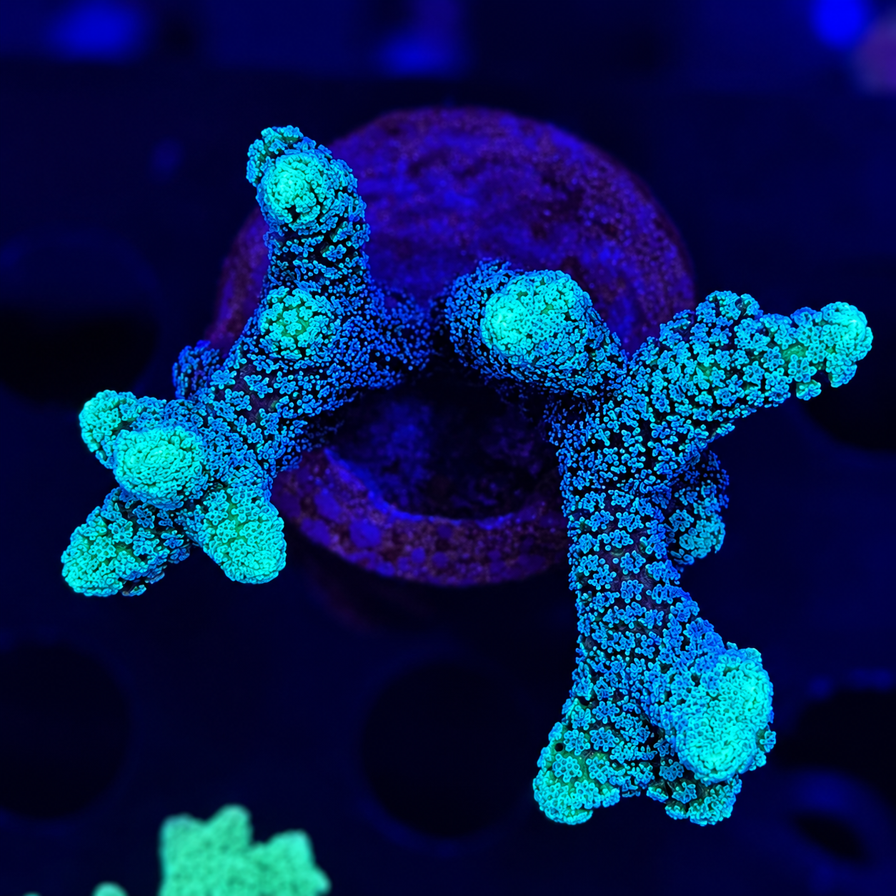 FMC Seriatopora green top