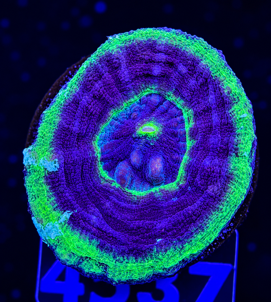 FMC Scolymia australis