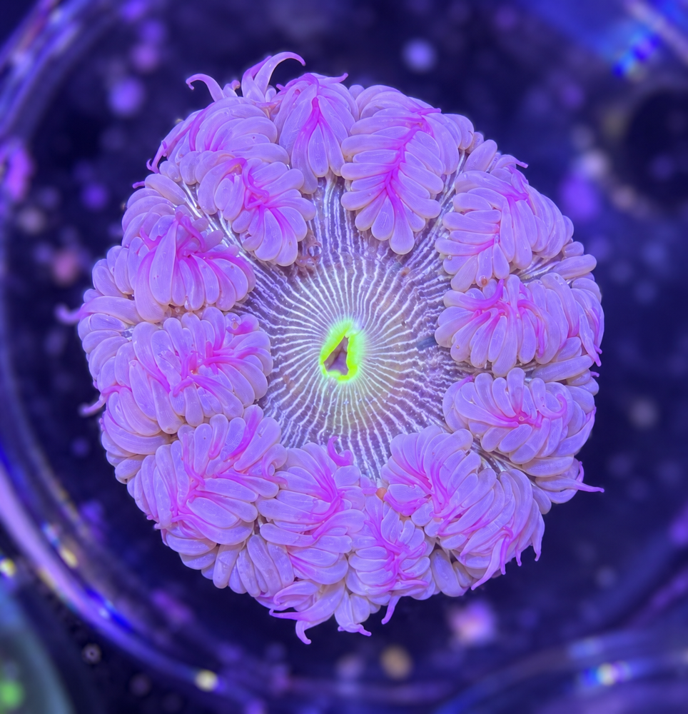 FMC Phymanthus Crucifer Rockanemone