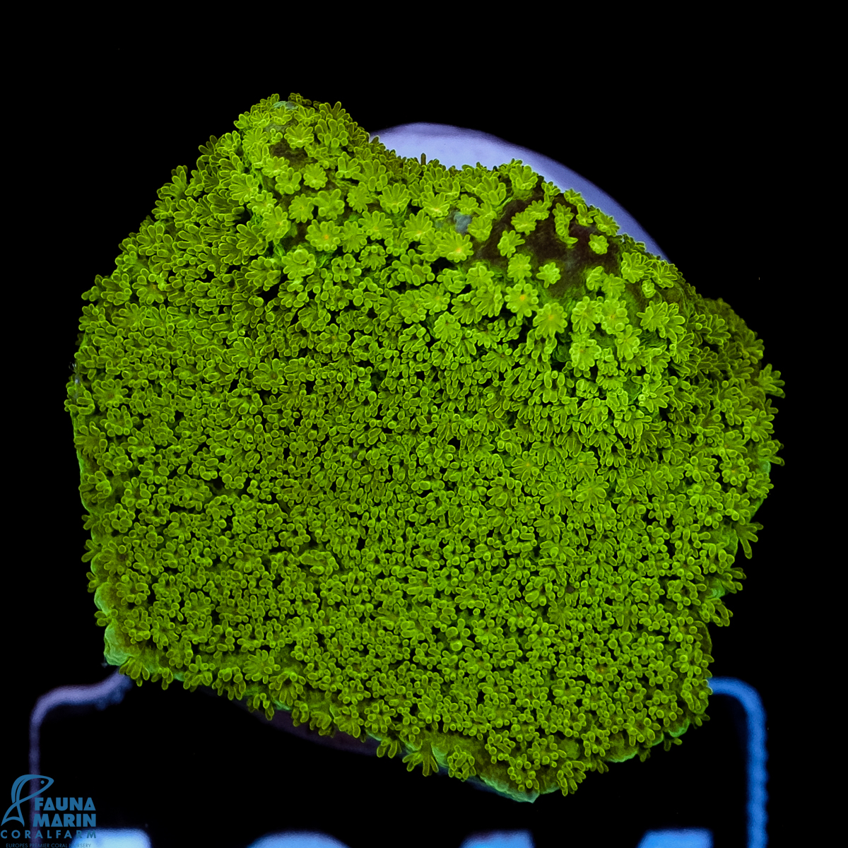 FMC Montipora Pokerstar