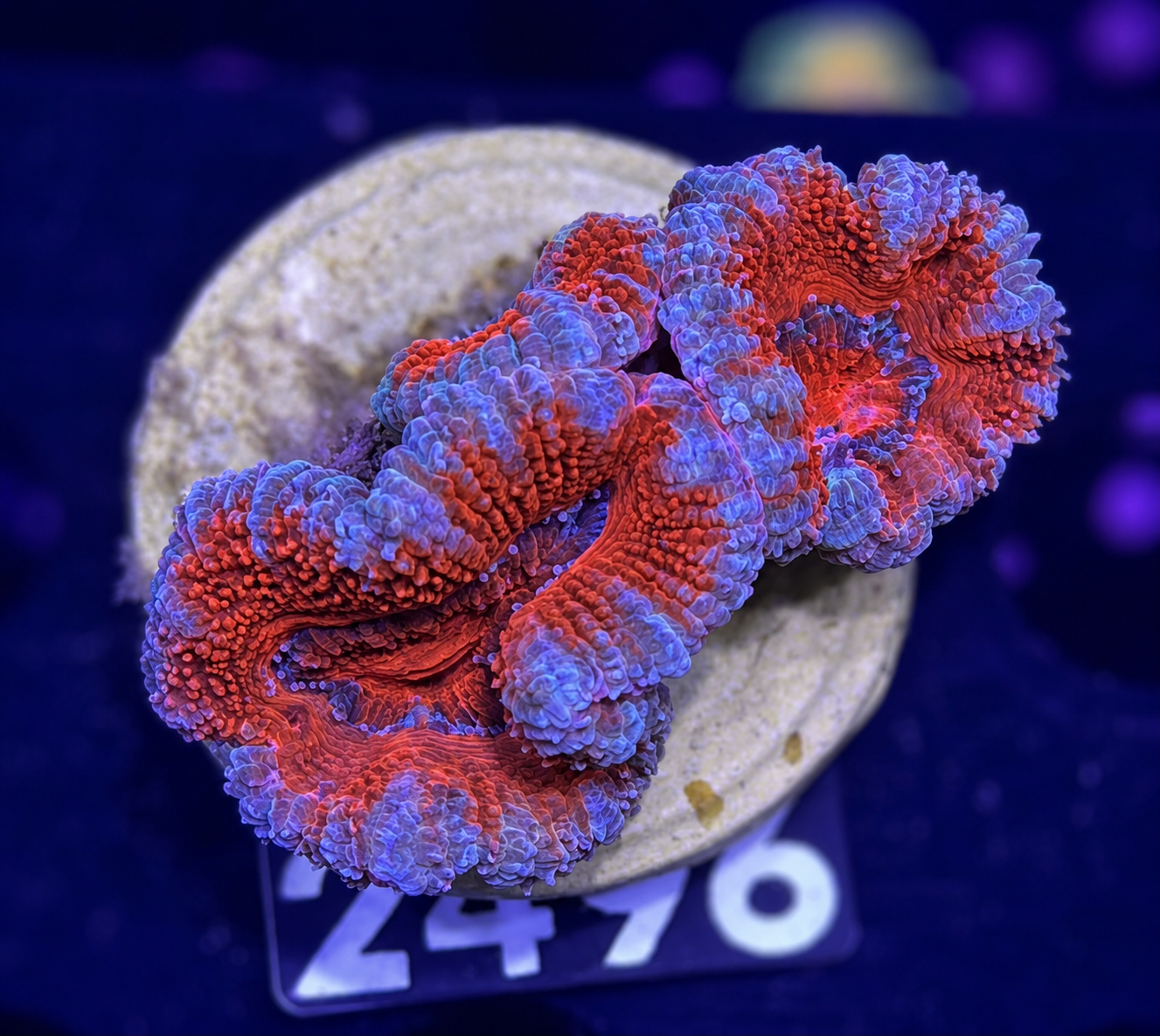 FMC Micromussa lordhowensis