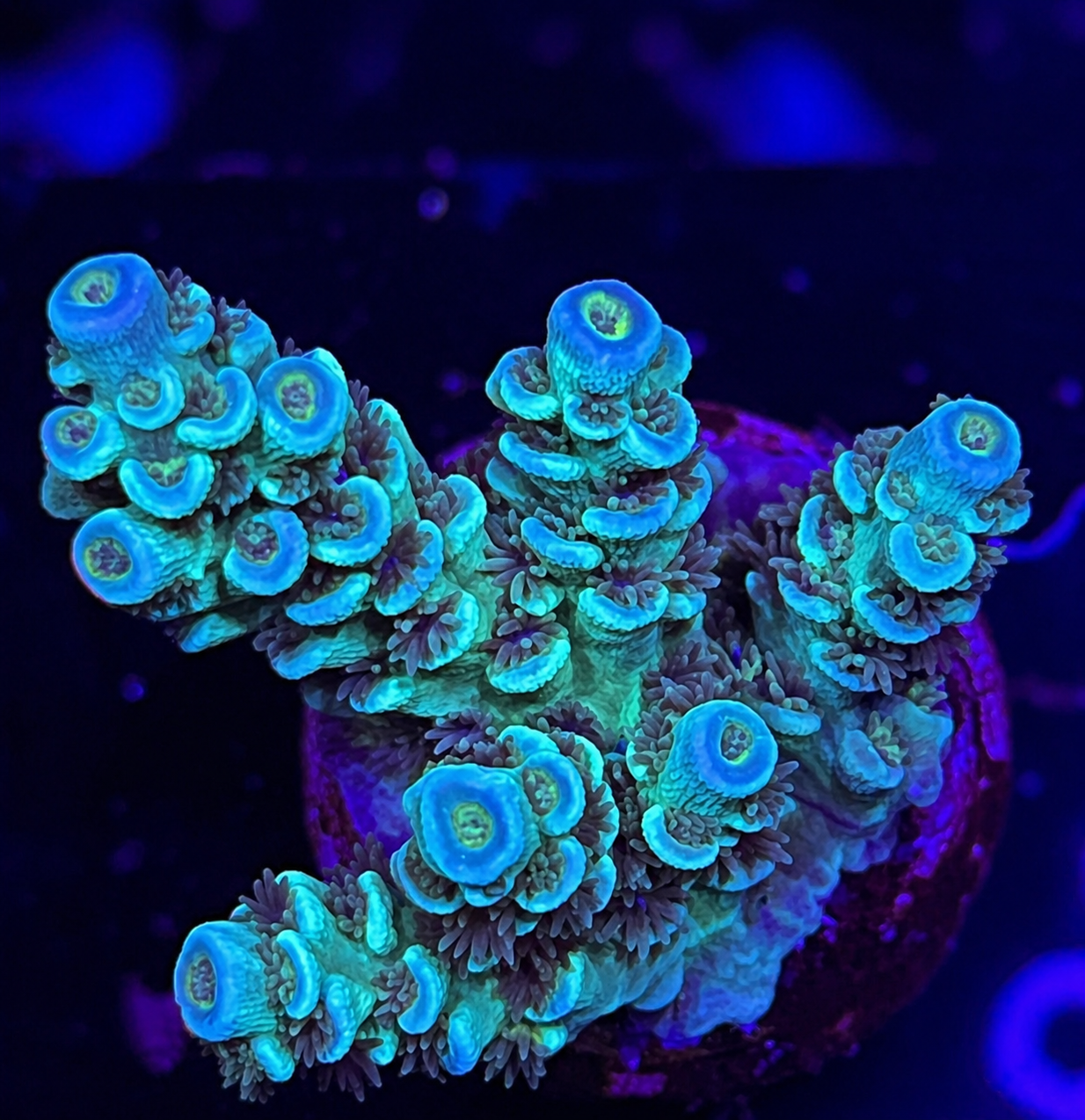 FMC Acropora tenuis blue ring