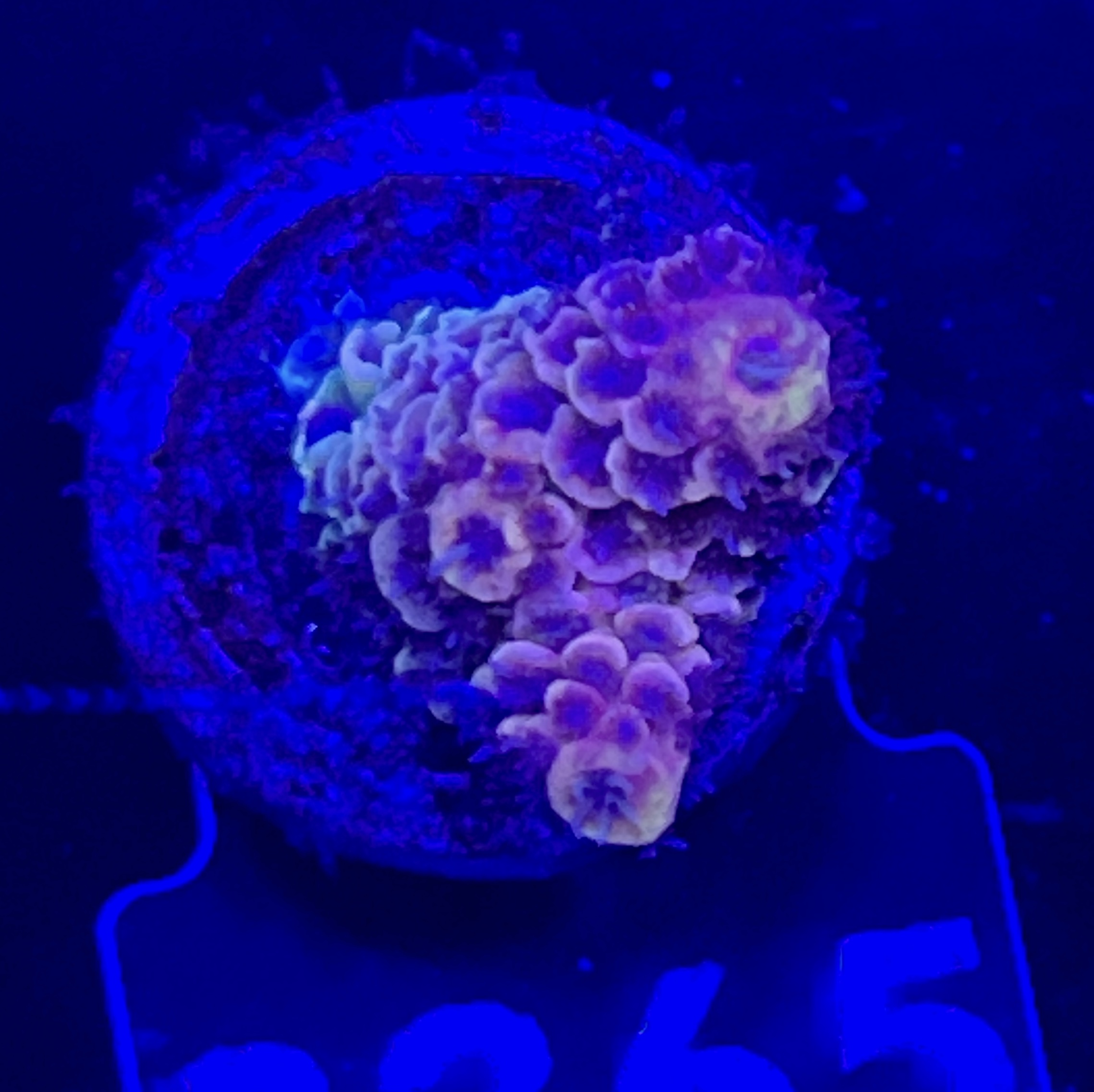 FMC Acropora Spathulata
