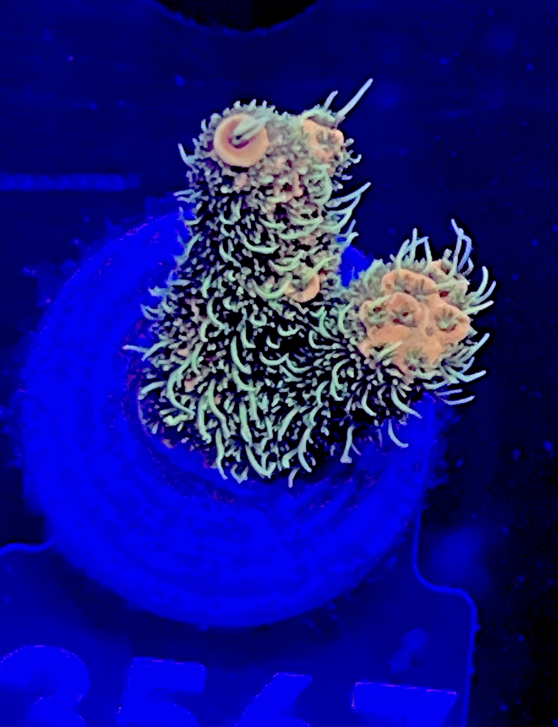 FMC Acropora millepora ultra hairy