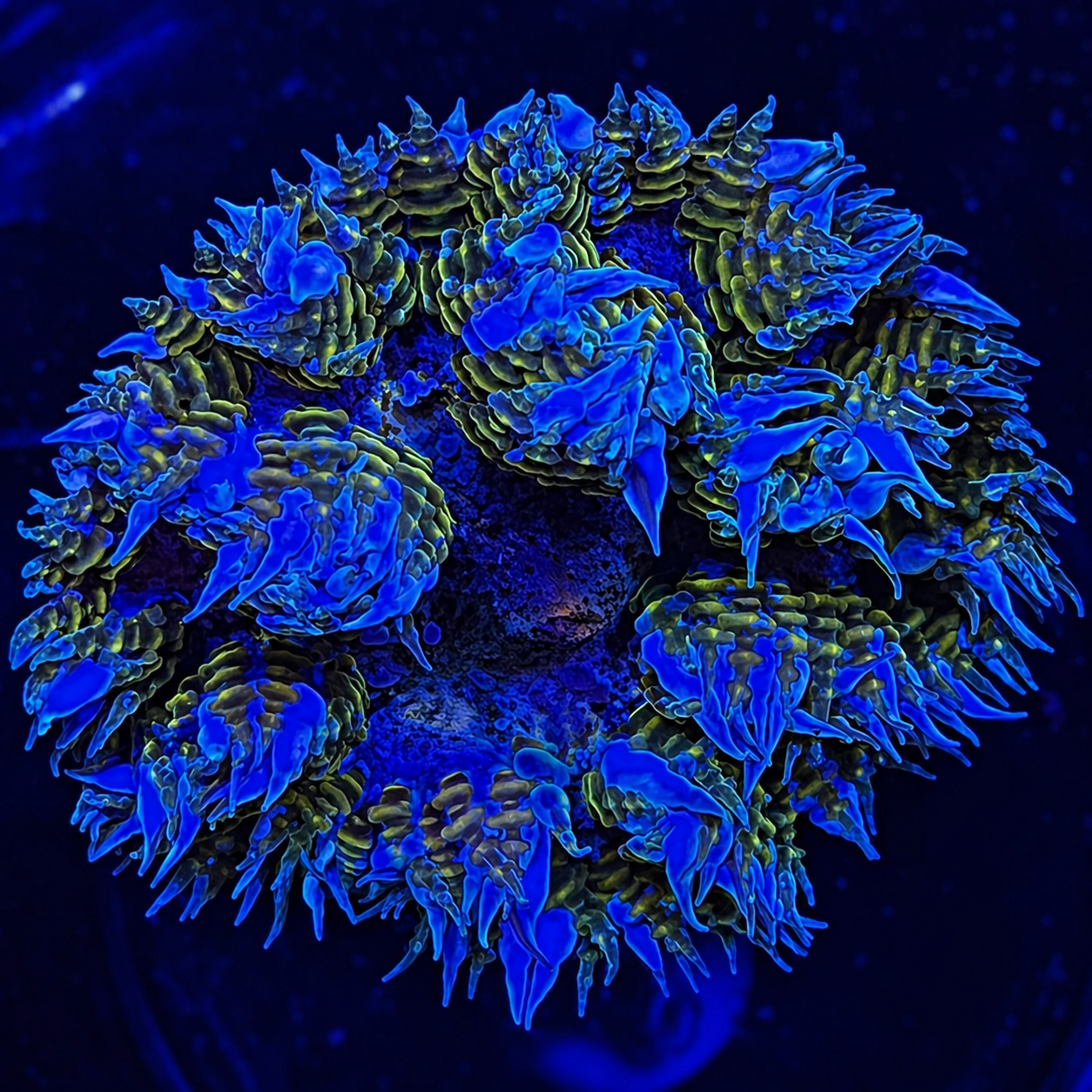 FMC Phymanthus crucifer Rockanemone