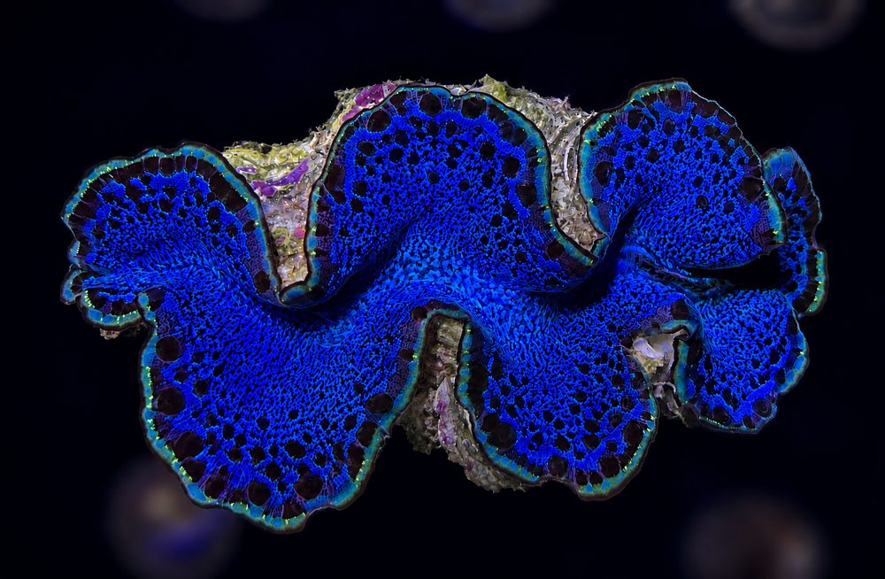 FMC Tridacna maxima