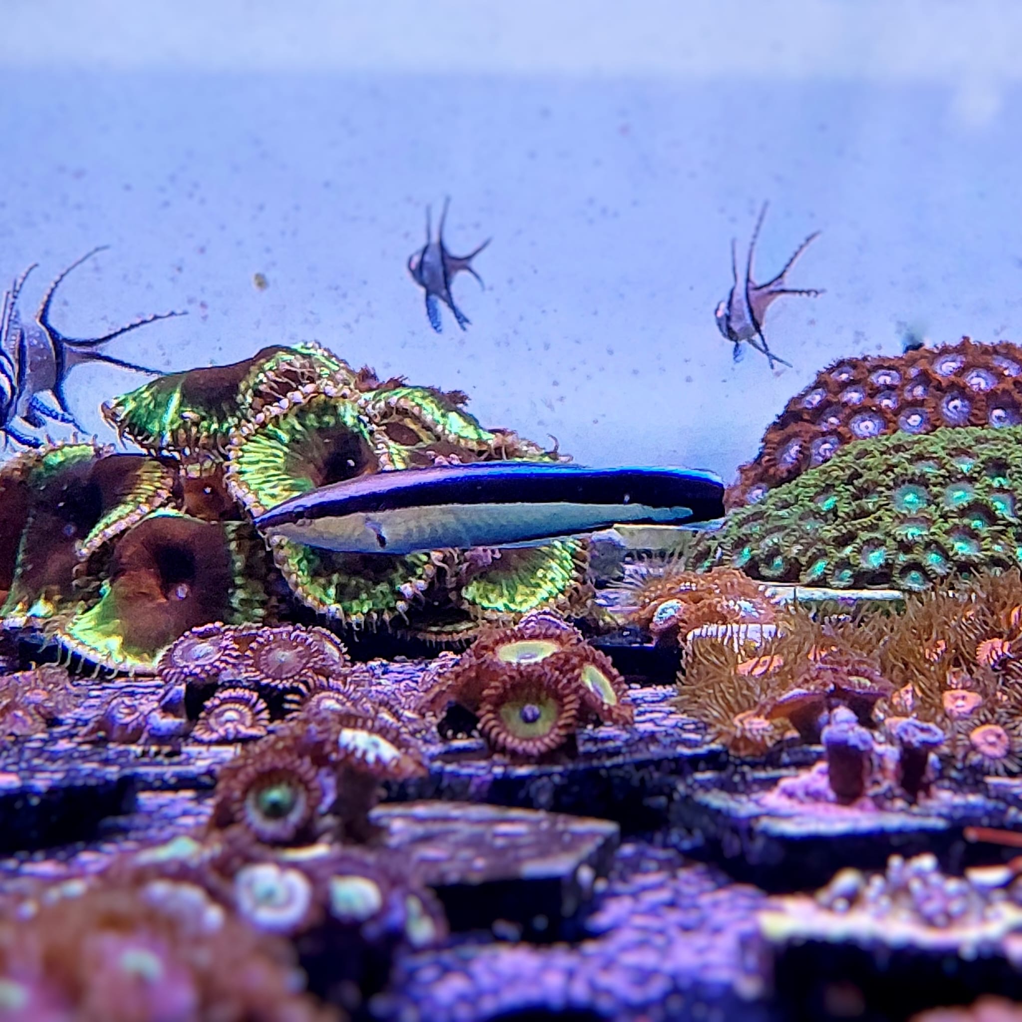 Labroides Fish Labroides dimidiatus - Blaustreifen Putzerlippfisch
