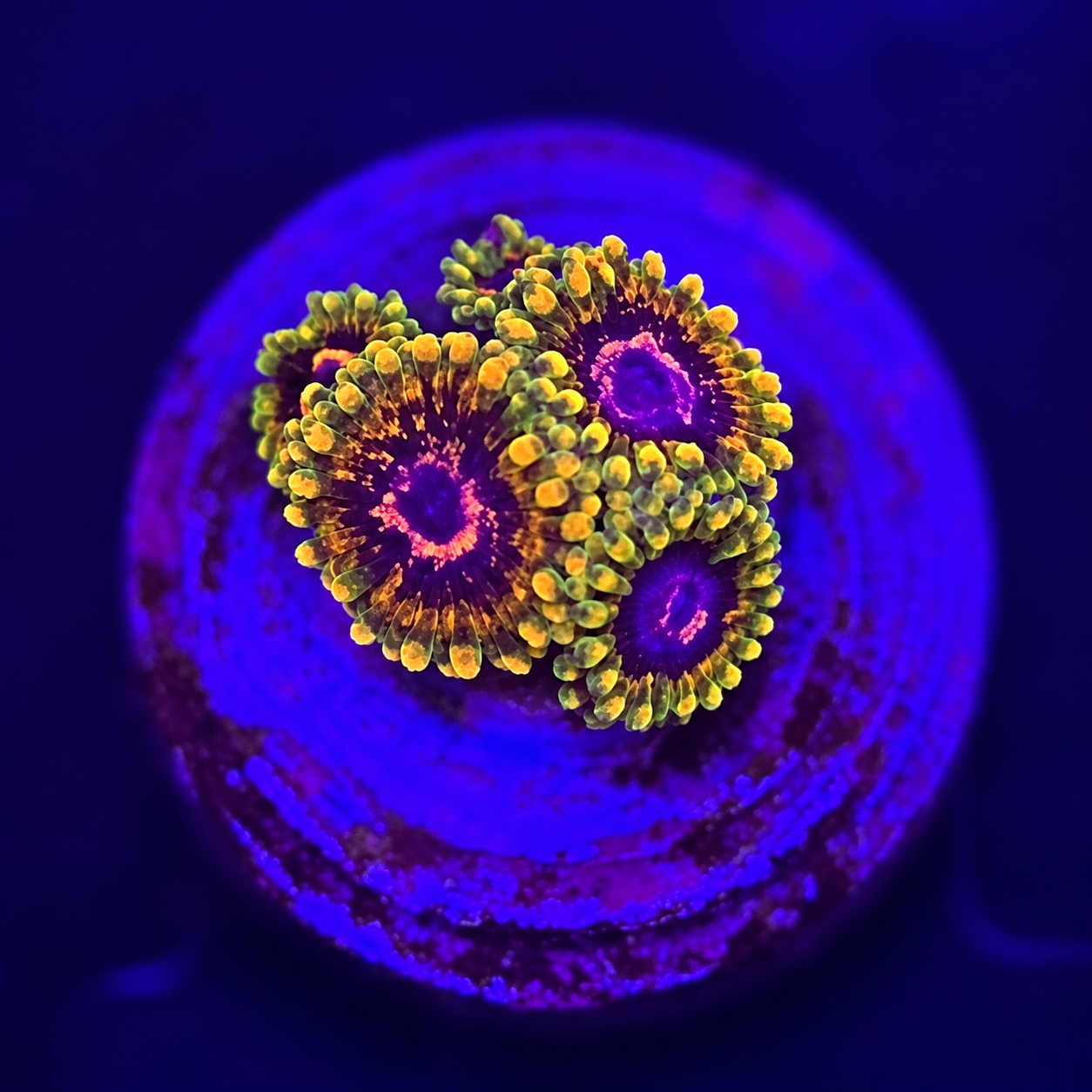 FMC Zoanthus Mind Trick