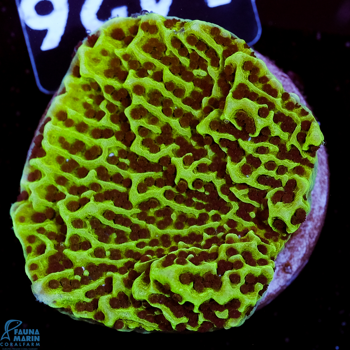 FMC Montipora Ocean Waves