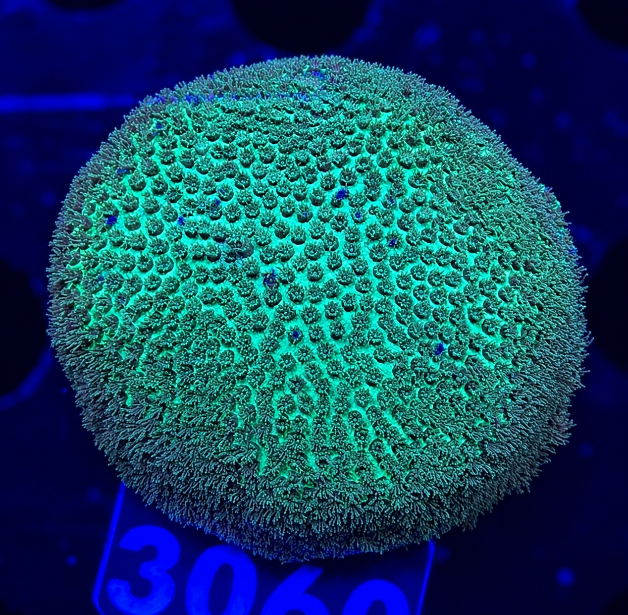 FMC Porites green ball
