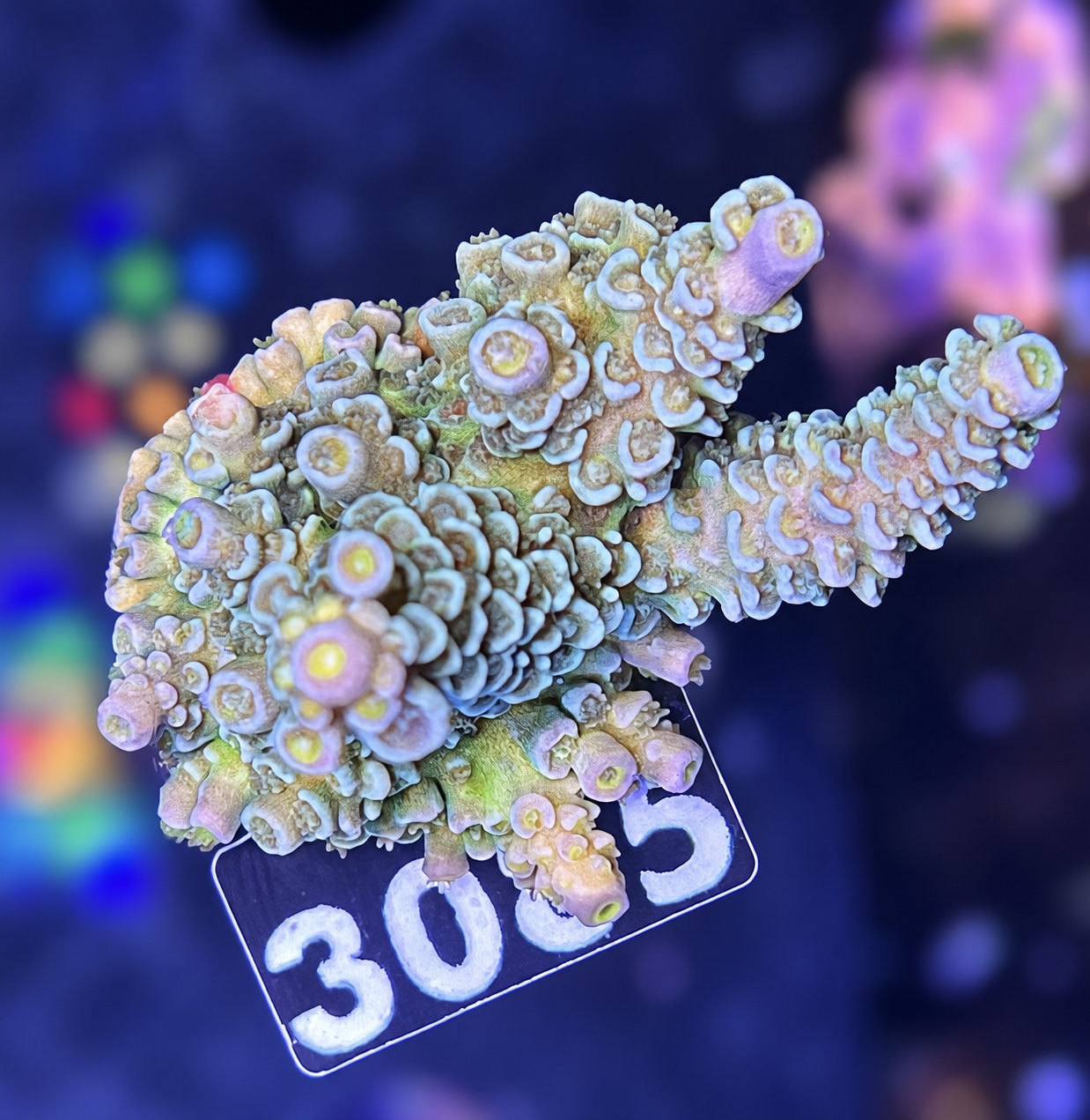FMC Acropora tenuis