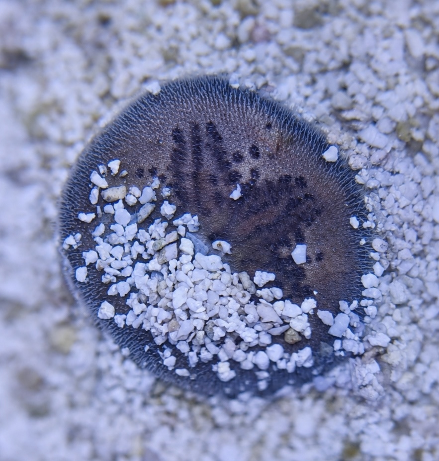 Brissus spp. - Sand dollar flat