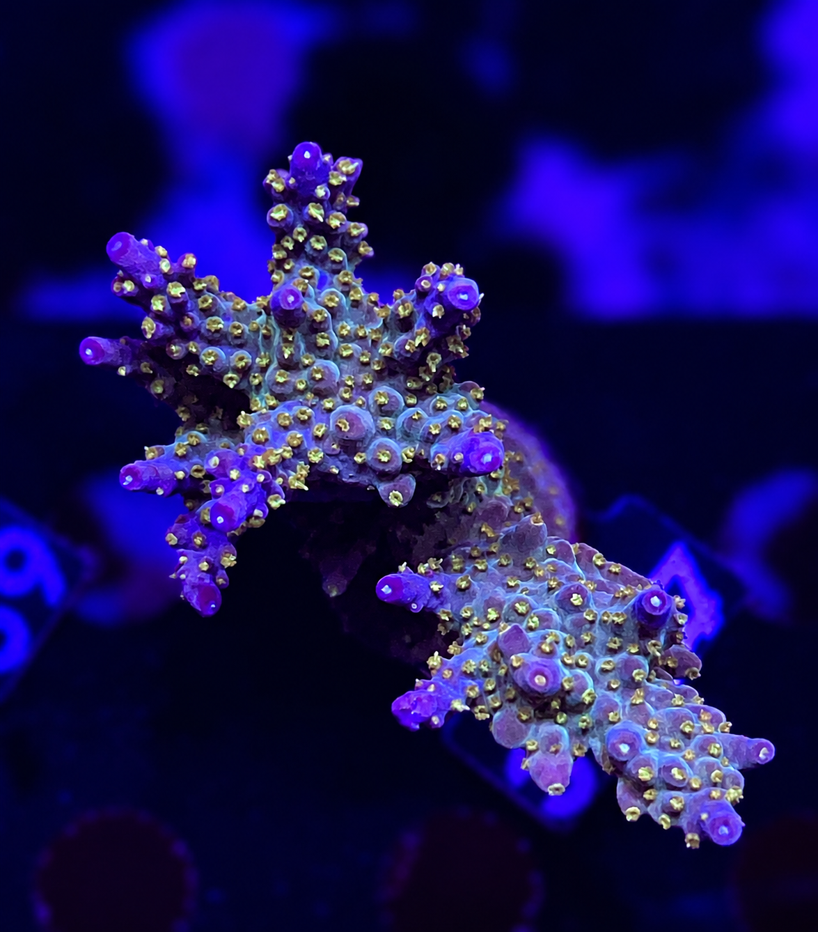 FMC Acropora valida colourful