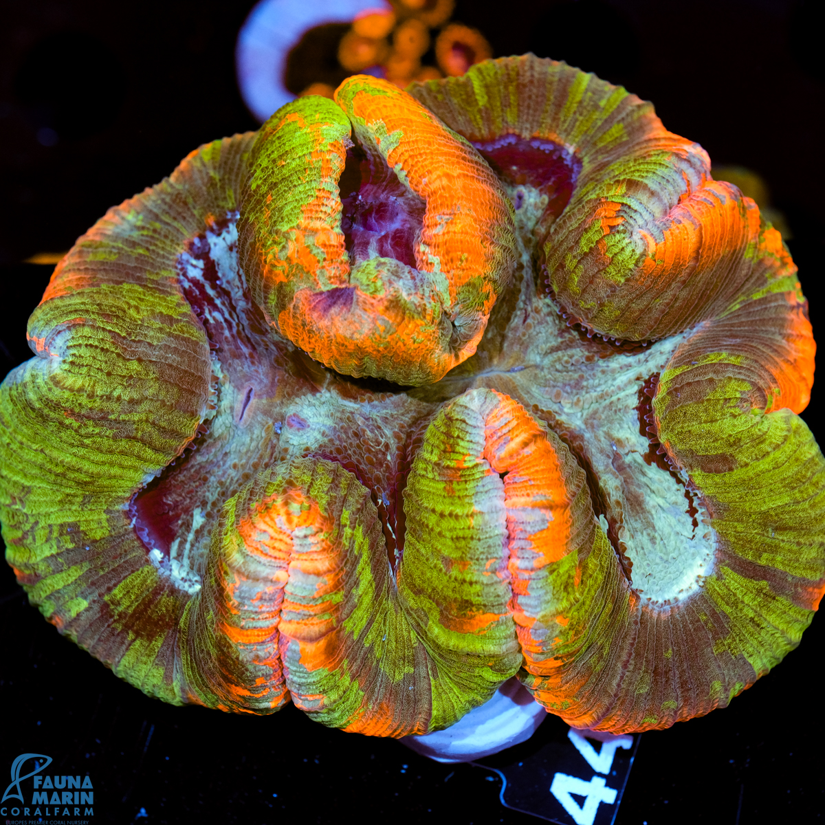 FMC Trachyphyllia geoffroyi