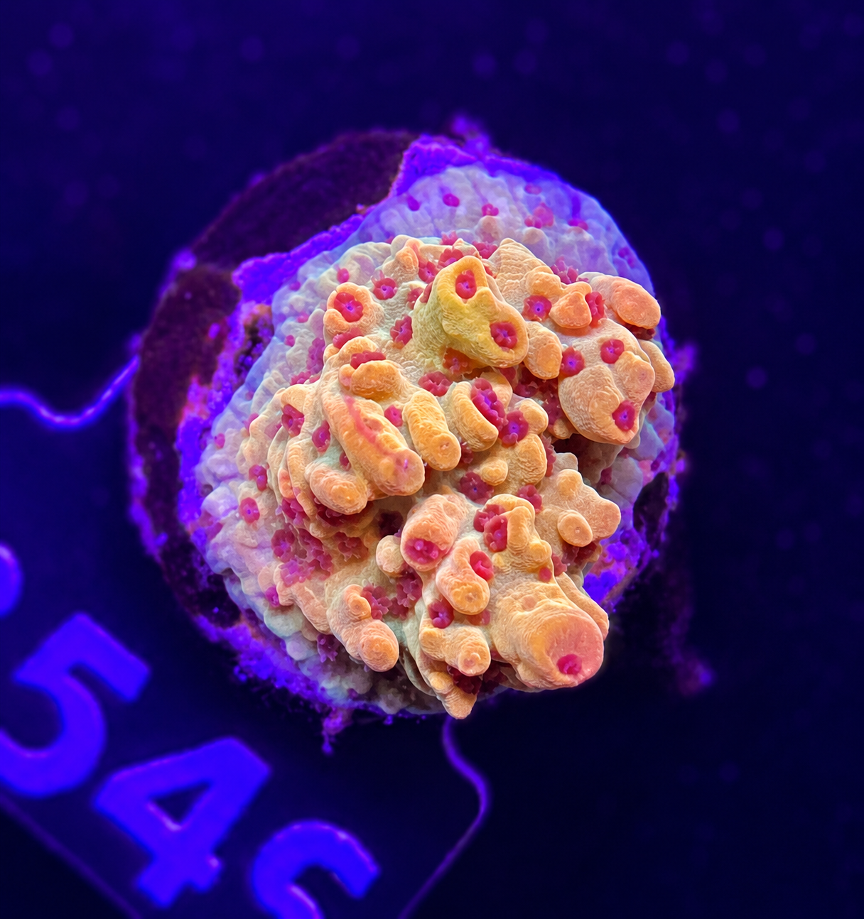 FMC Acropora sp Raspberry