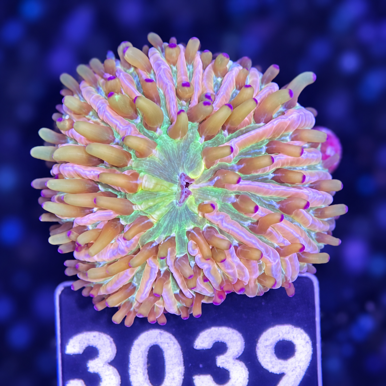 FMC Cycloseris Rainbow