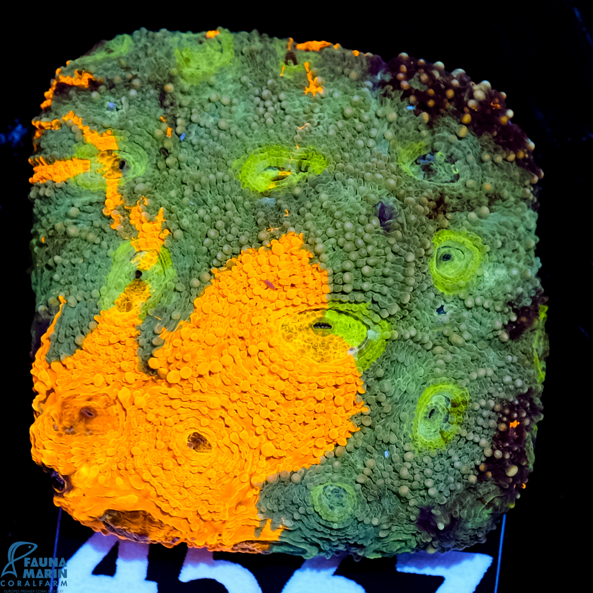 FMC Acanthastrea echinata grafted FMC Acanthastrea echinata grafted