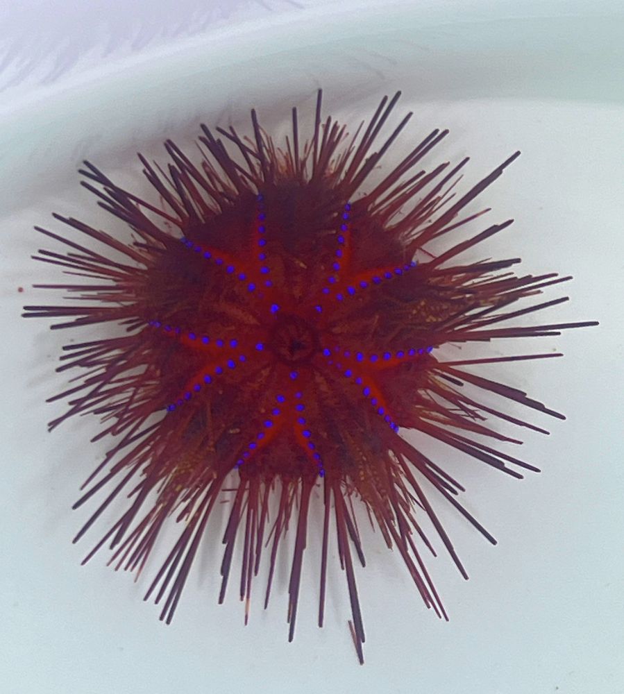 Astropyga Radiata - Roter Diademseeigel