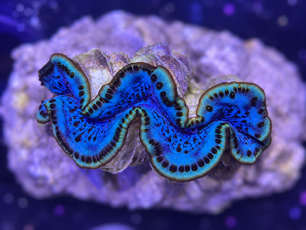 FMC Tridacna maxima