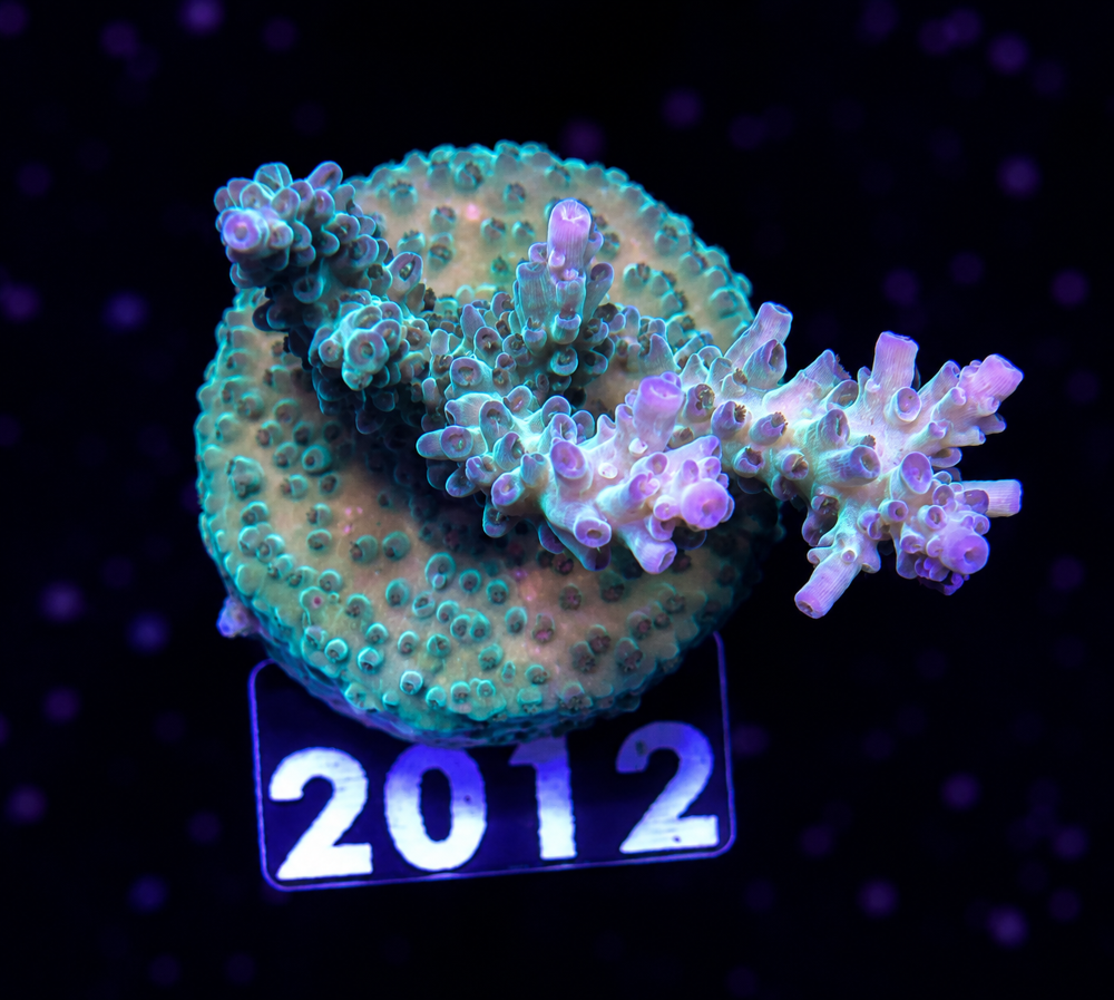 SciReef Acropora nasuta