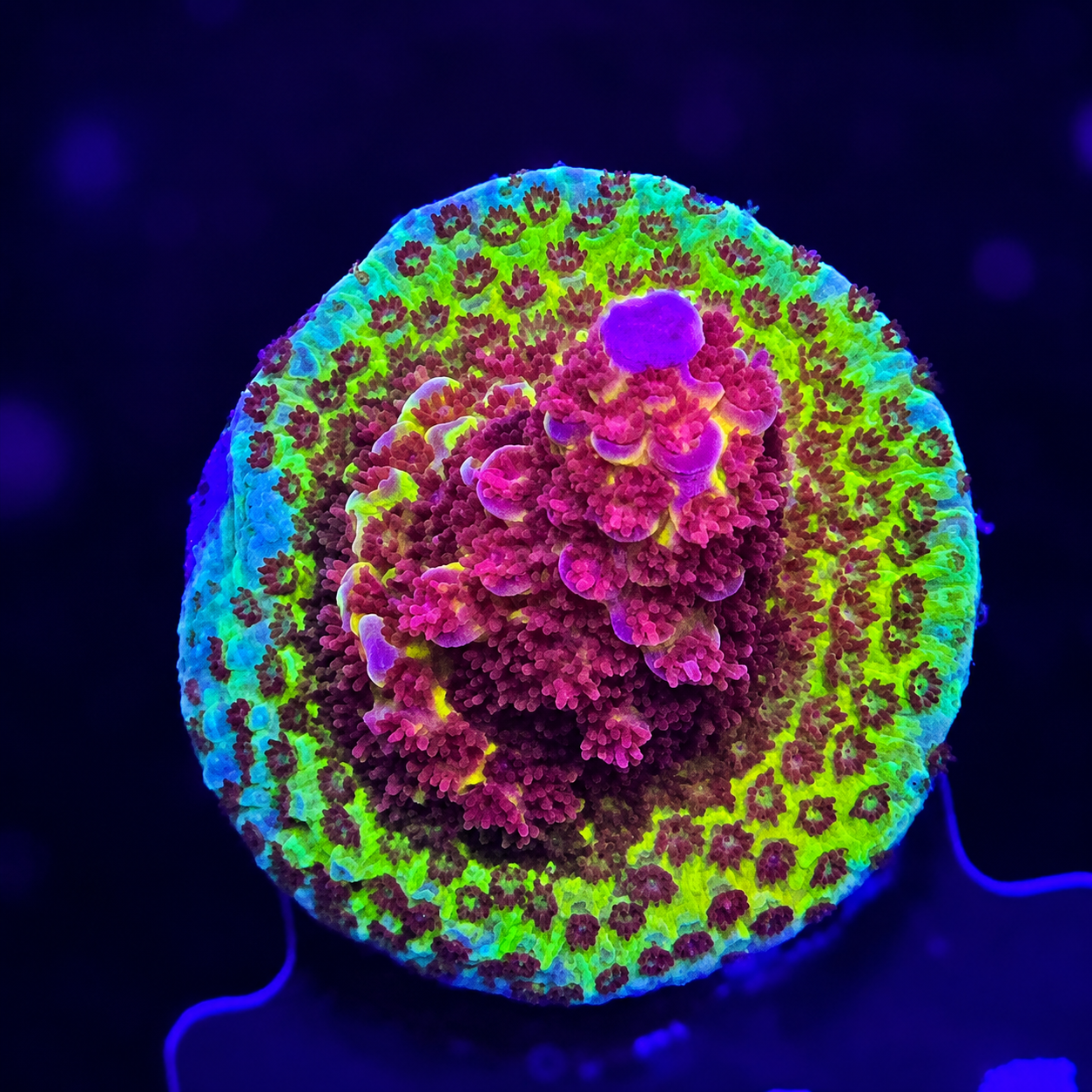 FMC Acropora PC Rainbow