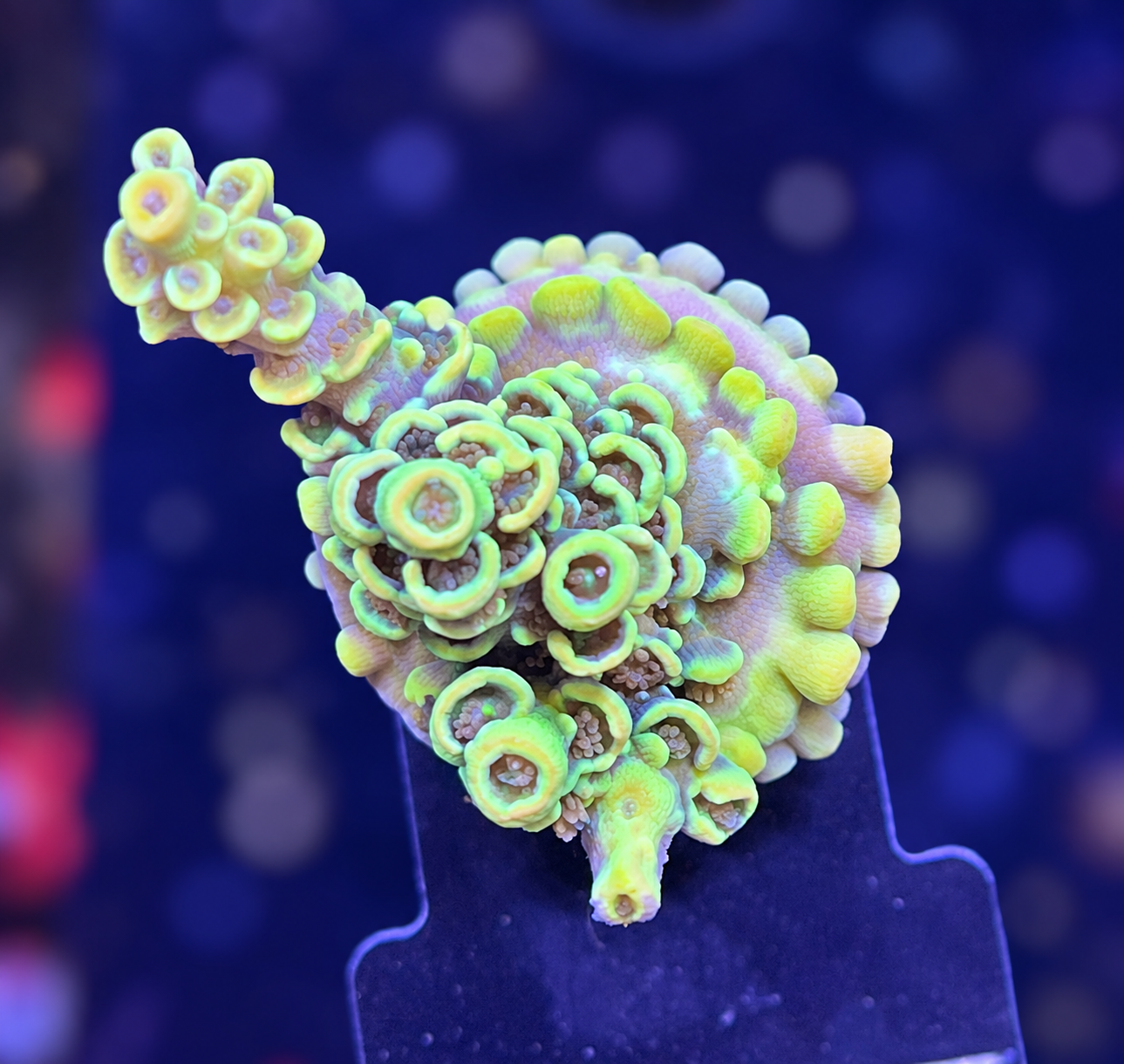 FMC Acropora tenuis yellow