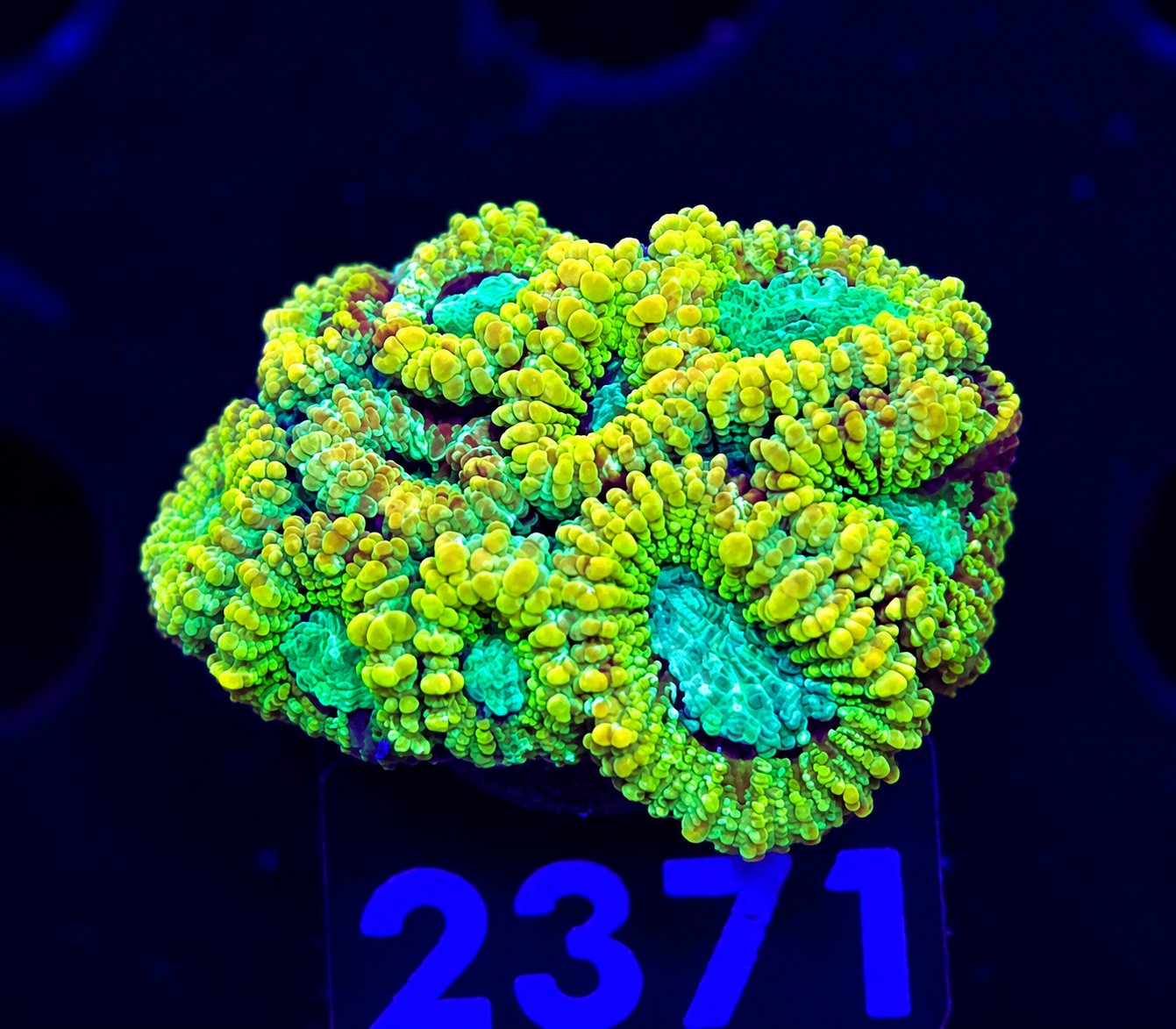 FMC Goniastrea grey center