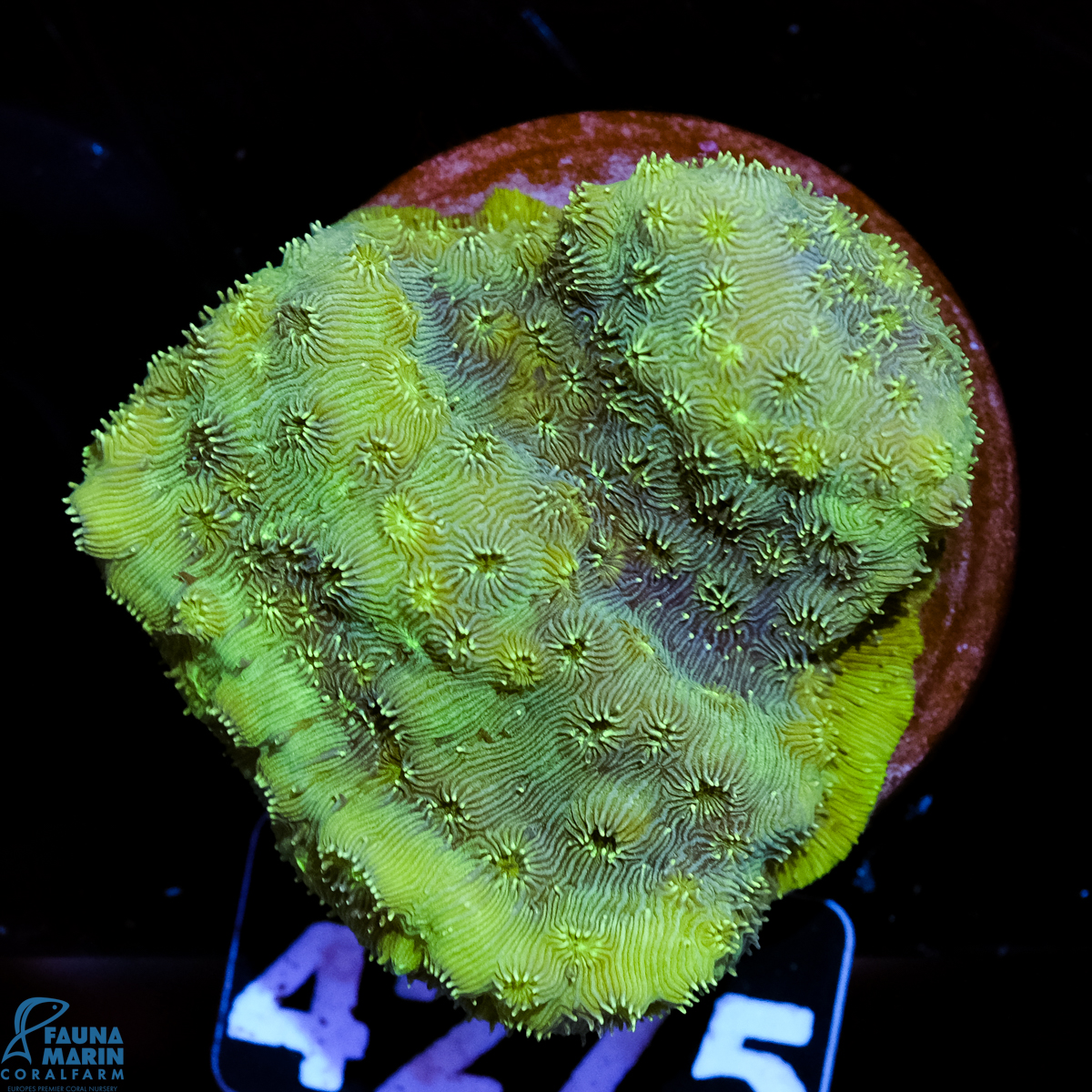 FMC Pavona maldivensis Green