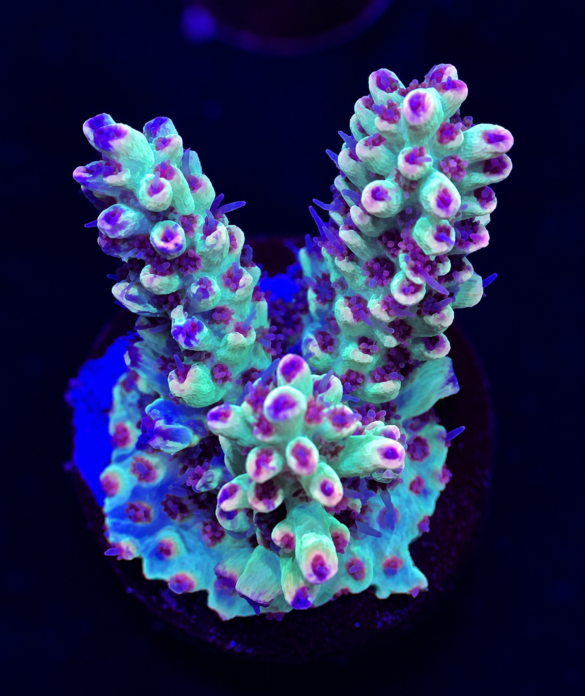 FMC Acropora microclados Strawberry Shortcake