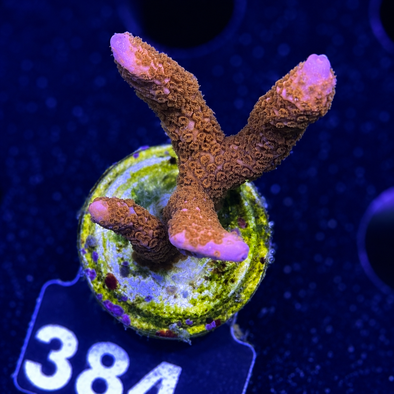FMC Montipora digitata ultra red