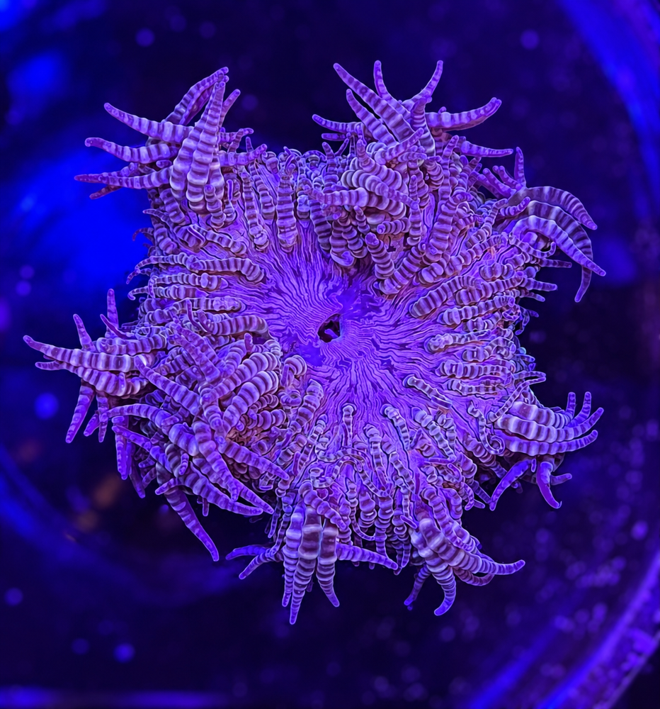 FMC Heteractis aurora
