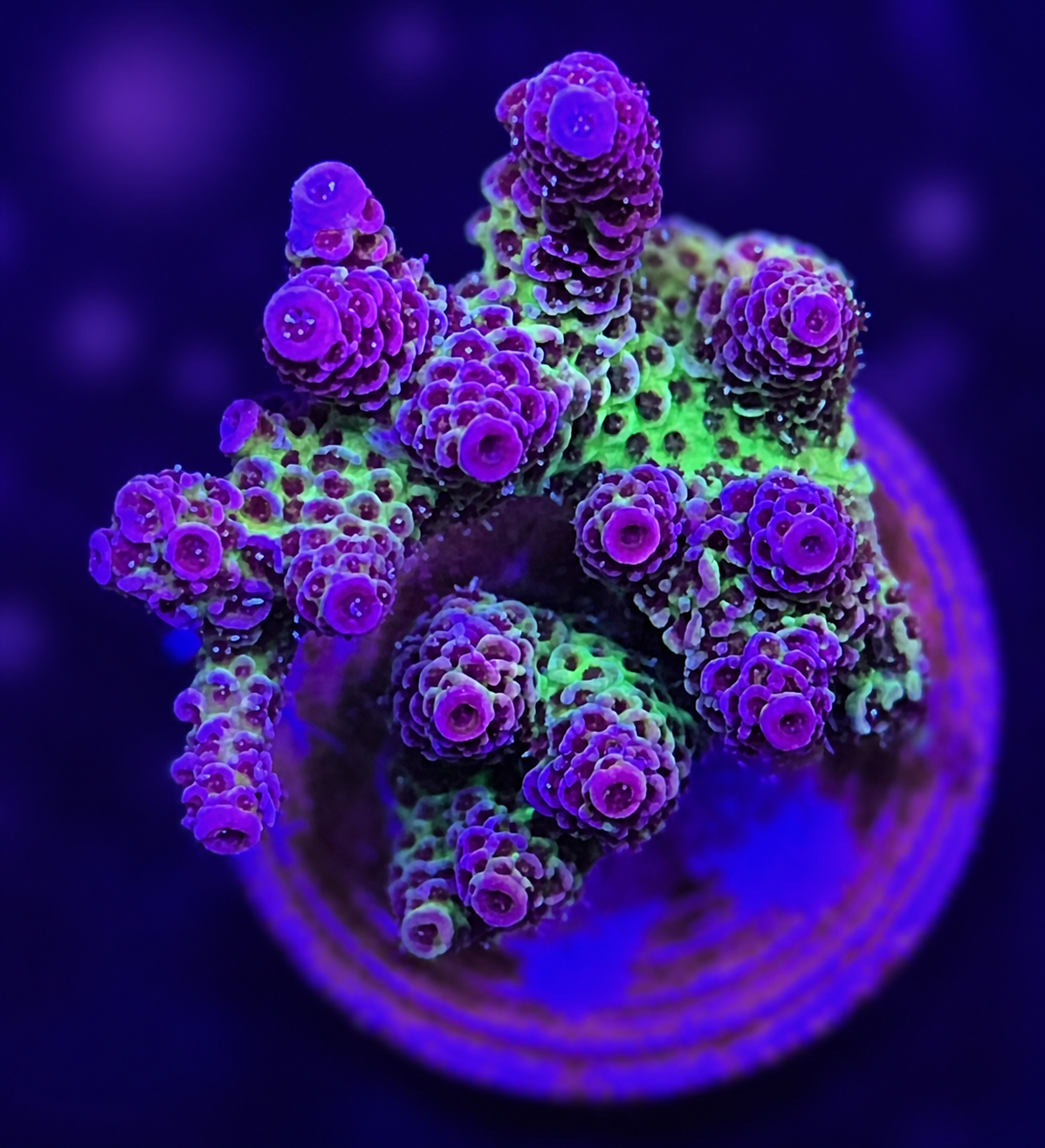 FMC Acropora hyacinthus purple rain