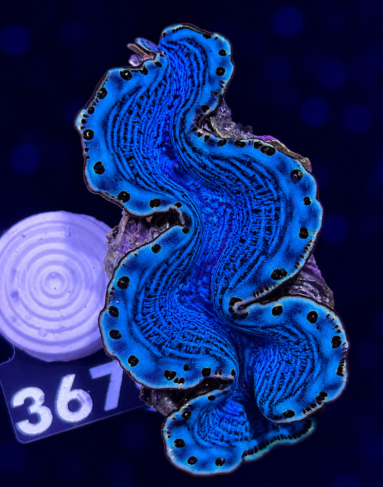 FMC Tridacna maxima