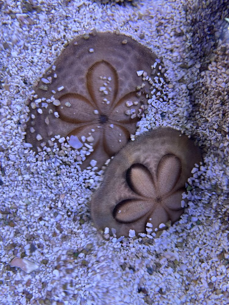 Clypeaster australasiae - Sanddollar 6 - 8 cm
