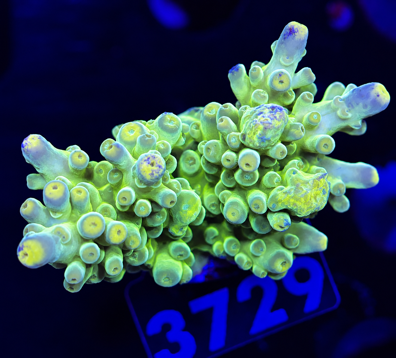 FMC Acropora austera Ultra Green