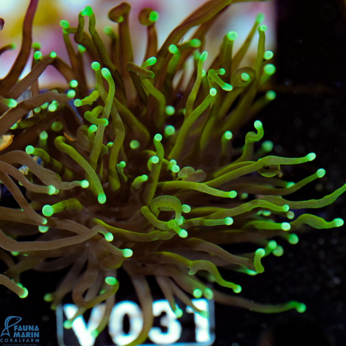 FMC Euphyllia glabrescens Dragonsoul Torch 1-2 Polypen V