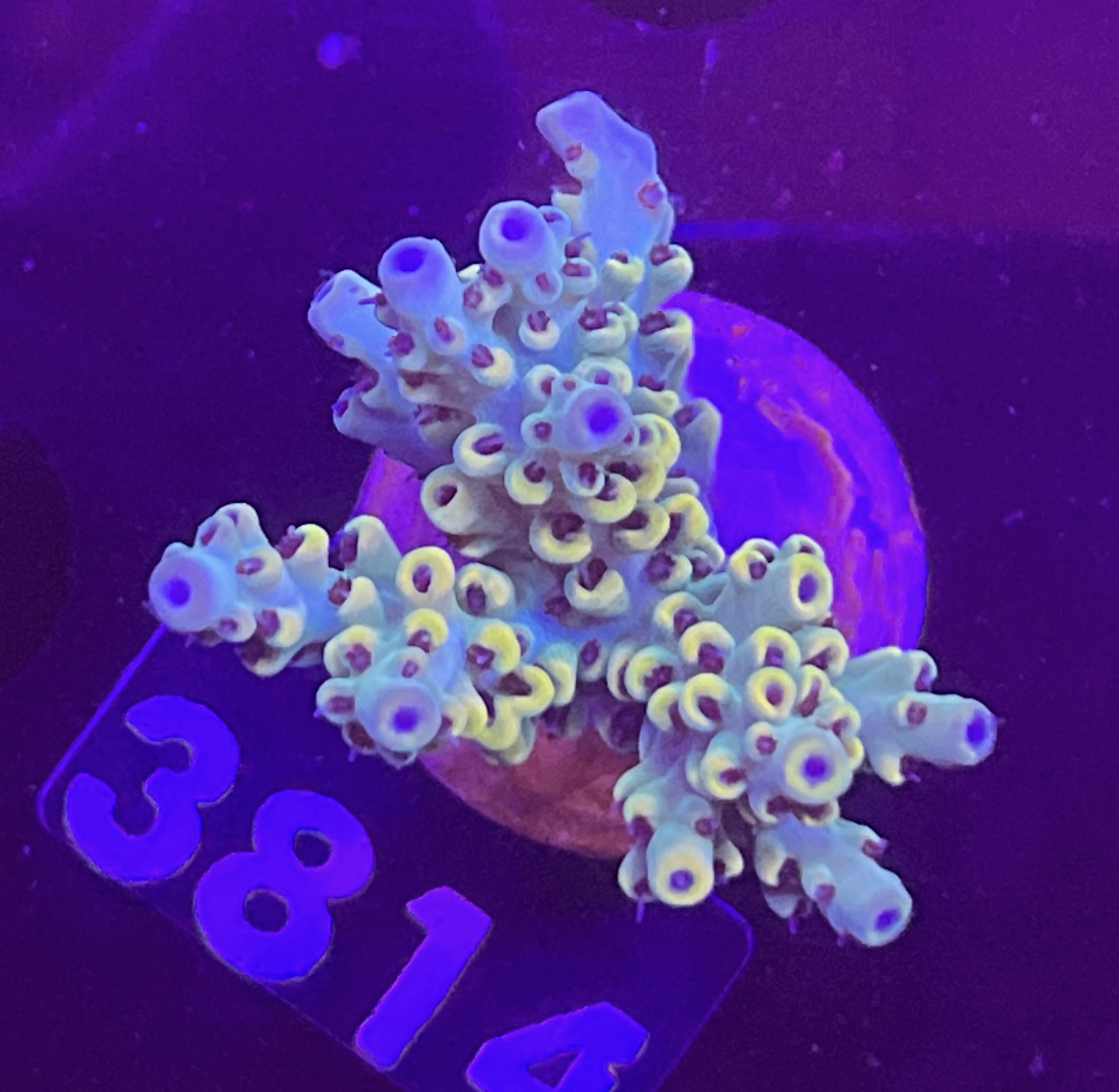 FMC Acropora sp