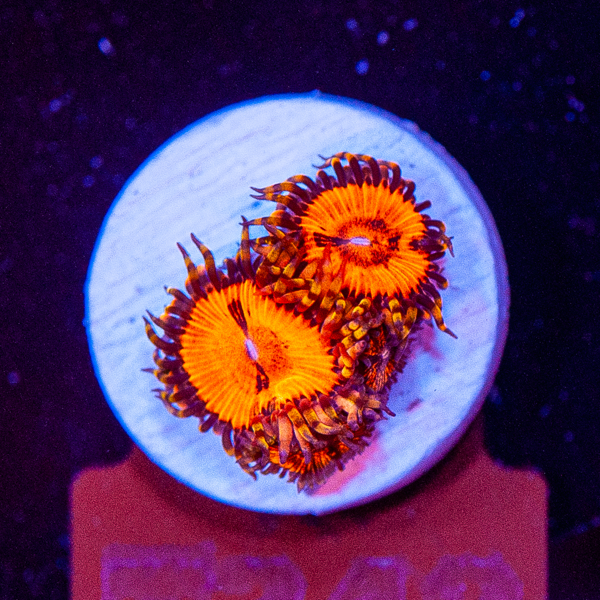FMC Zoanthus Bloodsucker 3-4 Polypen V