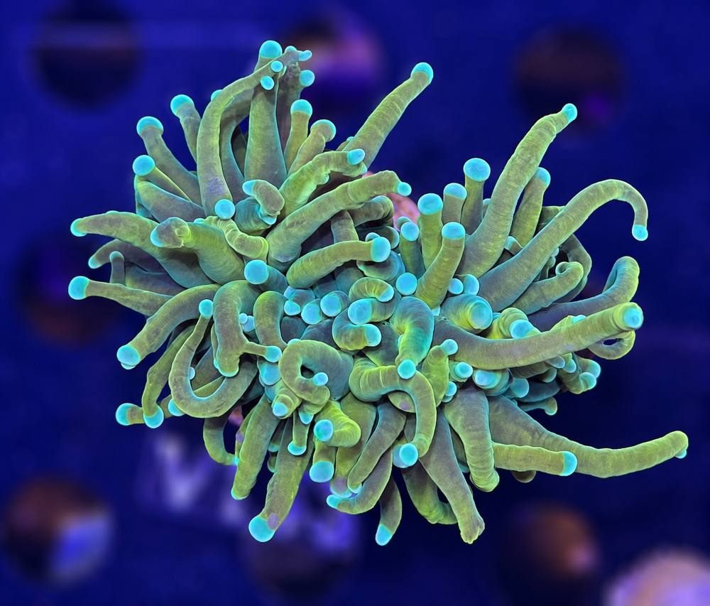 FMC Euphyllia Holy Grail Banana V