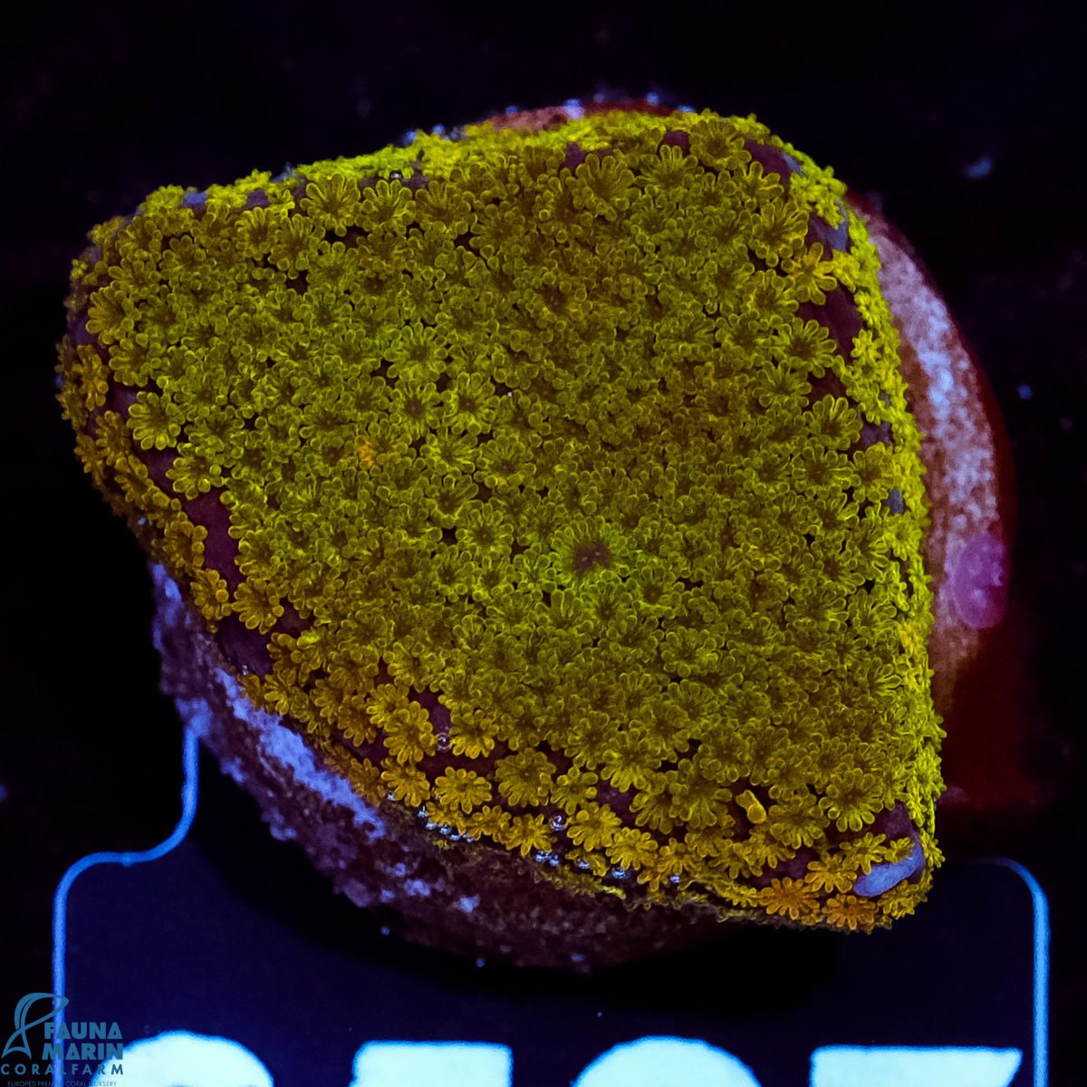 FMC Montipora Rainbow