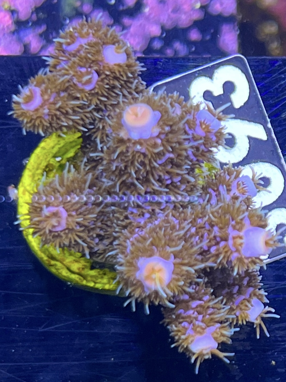 FMC Acropora Millepora blue
