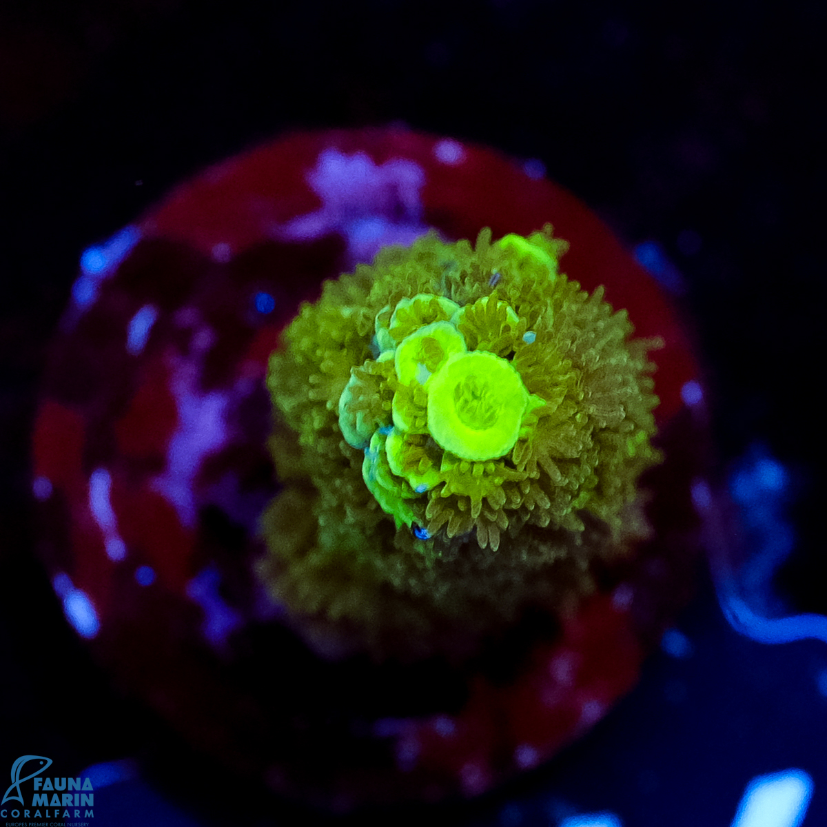 FMC Acropora tenuis Green