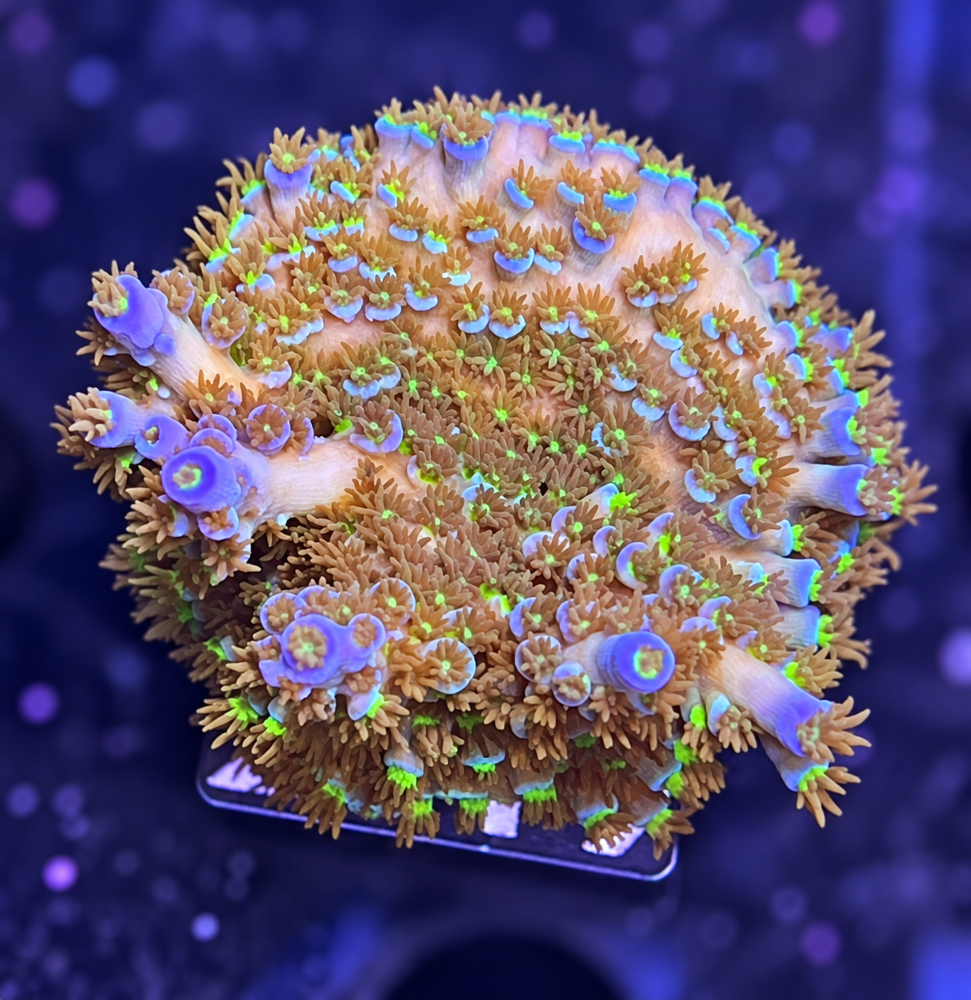 SciReef Acropora kenti Grade 1 Twin