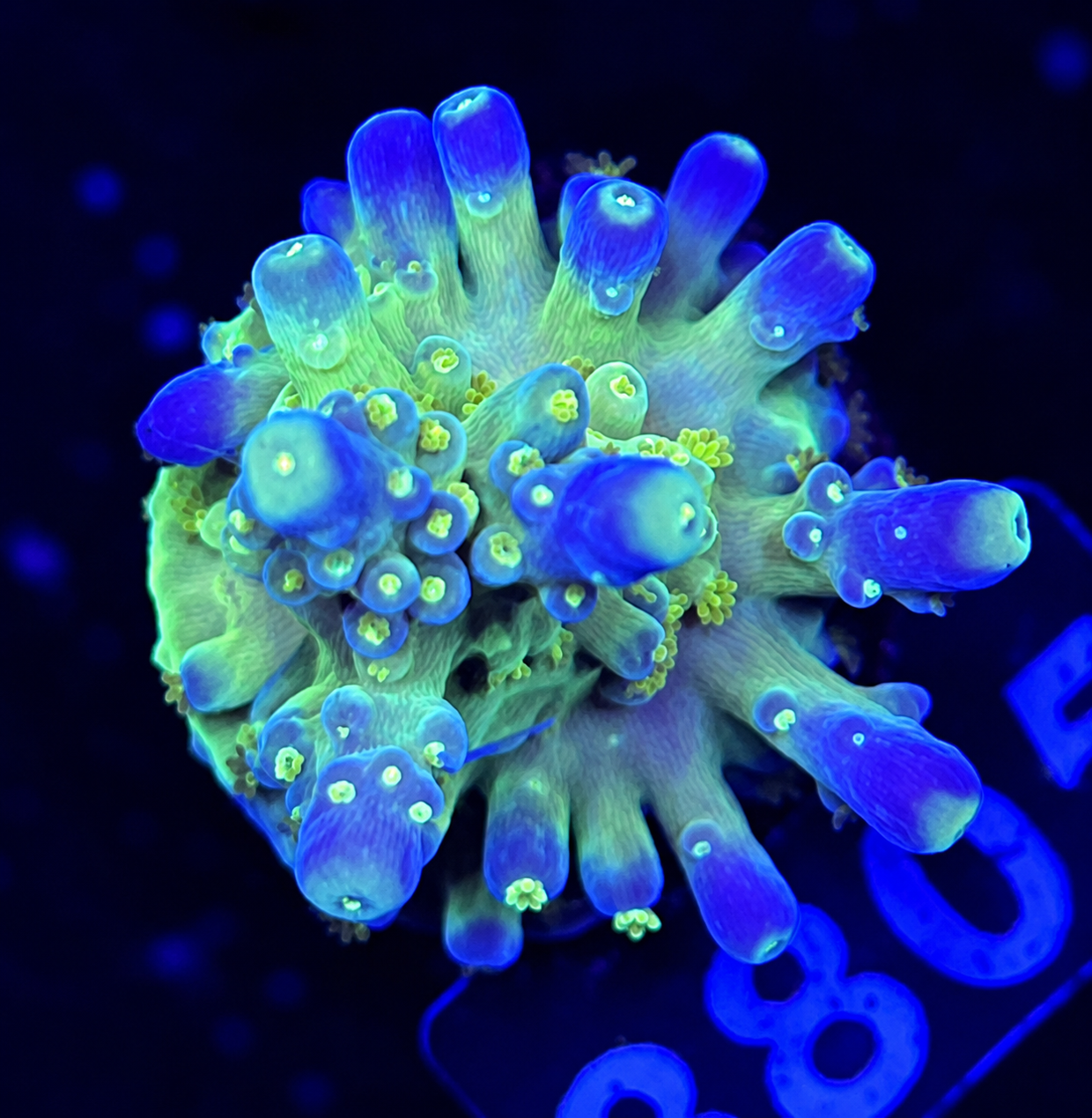 FMC Acropora austera